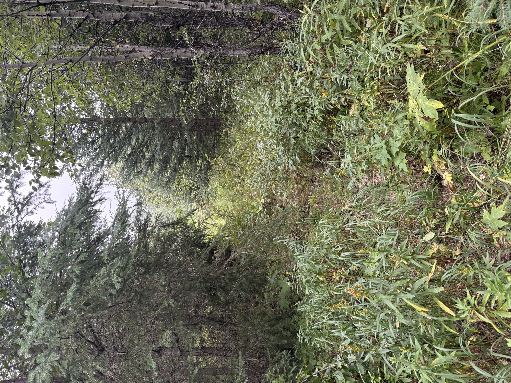 Overgrown trail leading into the project site
