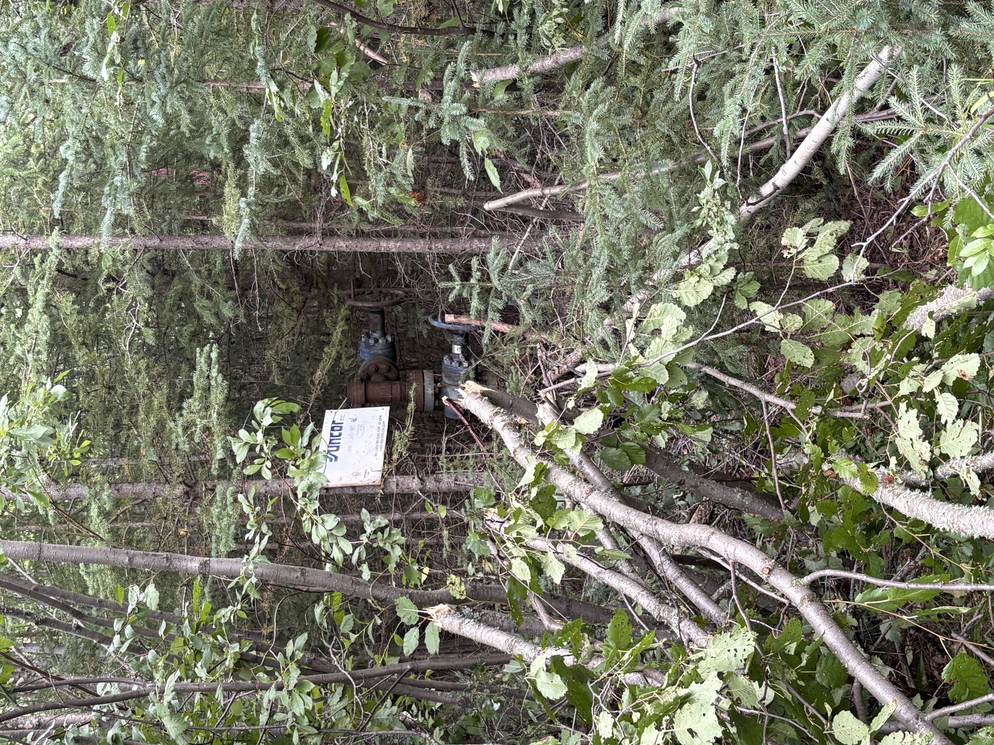 Well head surrounded by trees and brush